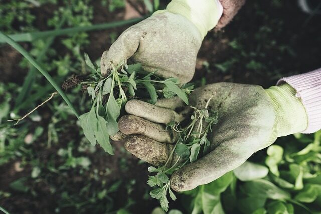 cropped-gardening-2518377_640-1.jpg